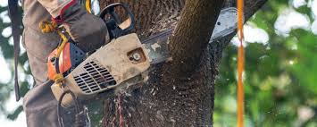 How Our Tree Care Process Works  in  Mineral Ridge, OH