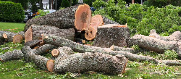 Reliable Mineral Ridge, OH Tree Services Solutions